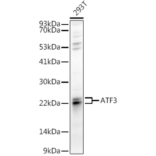ATF3 Rabbit pAb