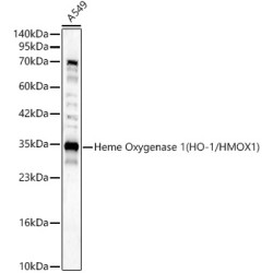Heme Oxygenase 1 (HO-1/HMOX1) Rabbit pAb