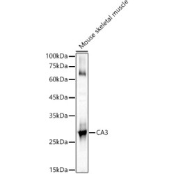 CA3 Rabbit pAb