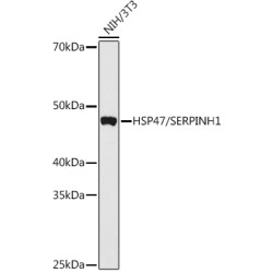 HSP47/SERPINH1 Rabbit pAb