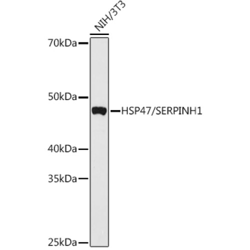 HSP47/SERPINH1 Rabbit pAb
