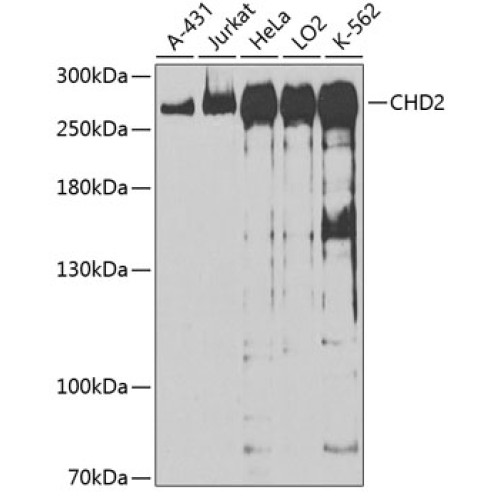 CHD2 Rabbit pAb