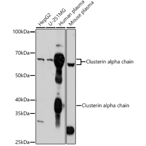 Clusterin Rabbit pAb