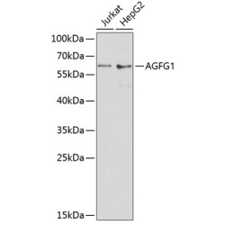 AGFG1 Rabbit pAb