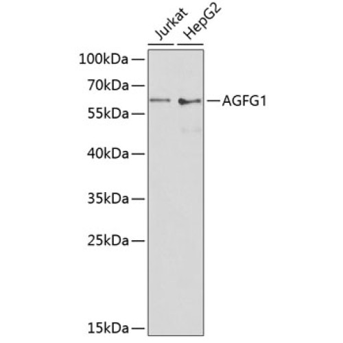 AGFG1 Rabbit pAb