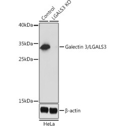 [KO Validated] Galectin 3/LGALS3 Rabbit pAb