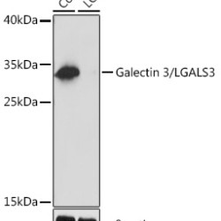 [KO Validated] Galectin 3/LGALS3 Rabbit pAb
