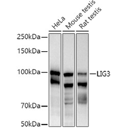 DNA Ligase III/LIG3 Rabbit pAb