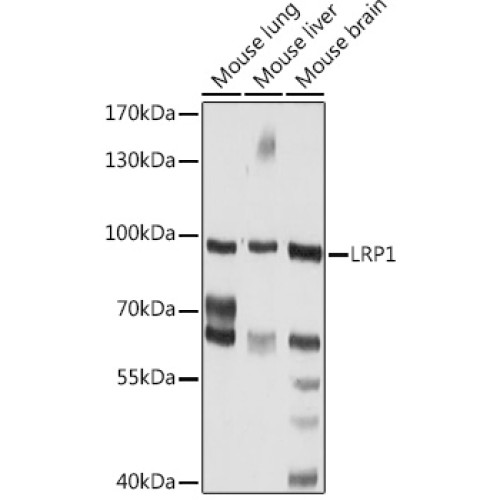 LRP1 Rabbit pAb