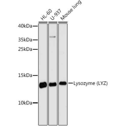 Lysozyme (LYZ) Rabbit pAb