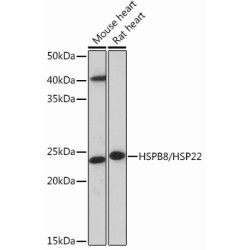 HSPB8/HSP22 Rabbit mAb
