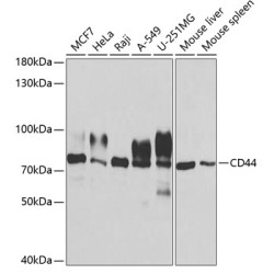 CD44 Rabbit pAb