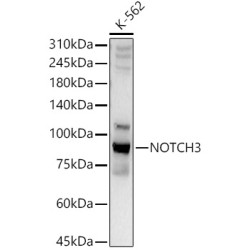 NOTCH3 Rabbit pAb