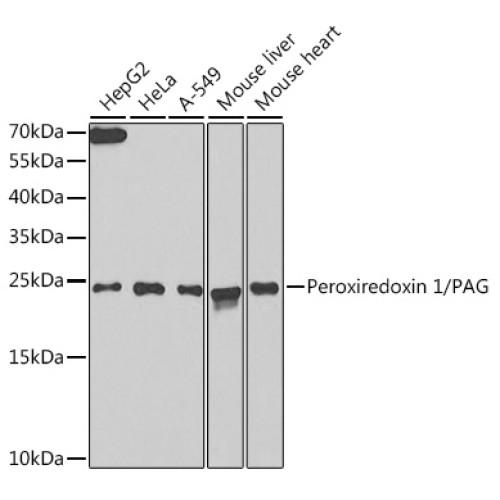 Peroxiredoxin 1/PAG Rabbit pAb