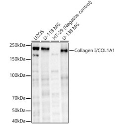 Collagen I/COL1A1 Rabbit pAb