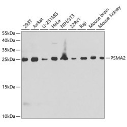 PSMA2 Rabbit pAb