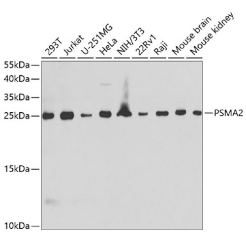 PSMA2 Rabbit pAb