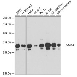 PSMA4 Rabbit pAb