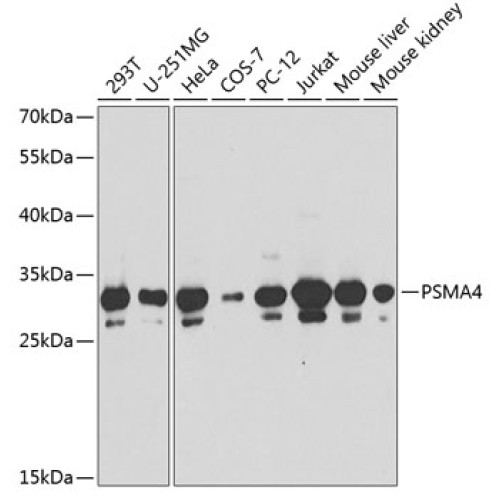 PSMA4 Rabbit pAb