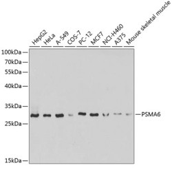 PSMA6 Rabbit pAb
