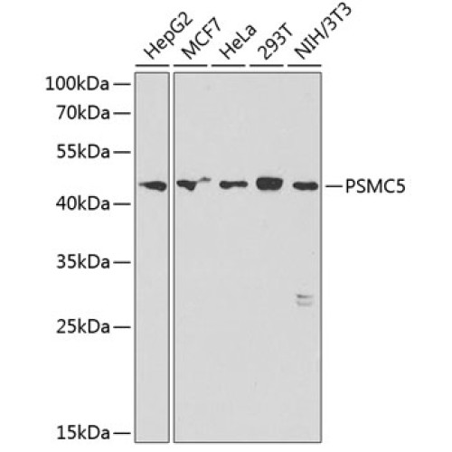 PSMC5 Rabbit pAb