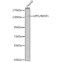 UPF1/RENT1 Rabbit pAb