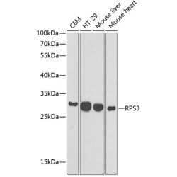 RPS3 Rabbit pAb