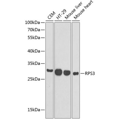 RPS3 Rabbit pAb