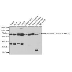 Monoamine Oxidase A (MAOA) Rabbit pAb