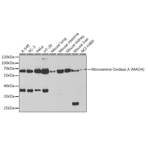 Monoamine Oxidase A (MAOA) Rabbit pAb