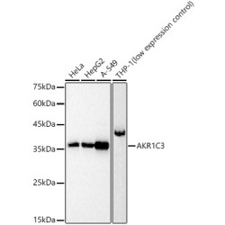 AKR1C3 Rabbit pAb