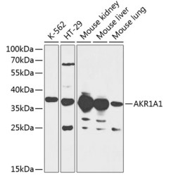 AKR1A1 Rabbit pAb