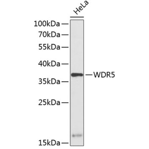 WDR5 Rabbit pAb
