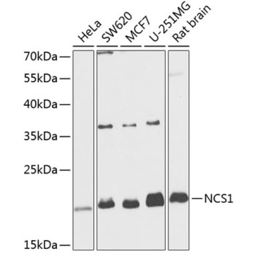 NCS1 Rabbit pAb
