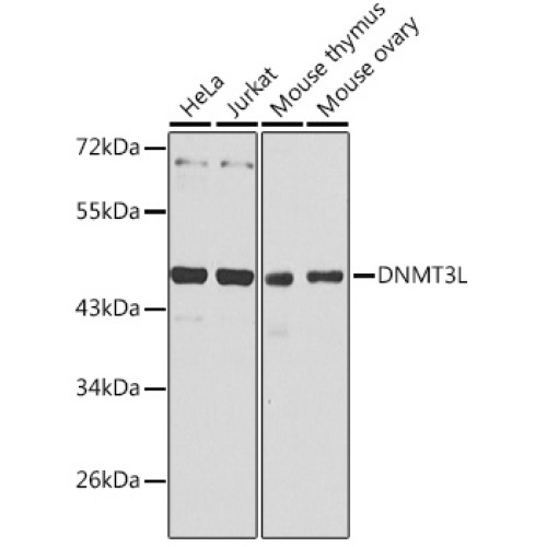 DNMT3L Rabbit pAb