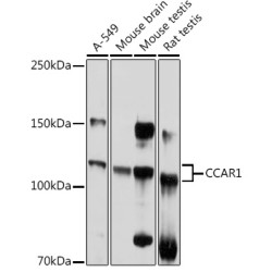 CCAR1 Rabbit pAb