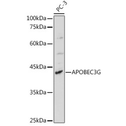 APOBEC3G Rabbit pAb