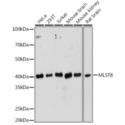 MLST8 Rabbit pAb