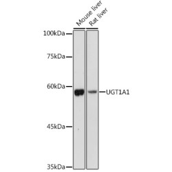 UGT1A1 Rabbit pAb