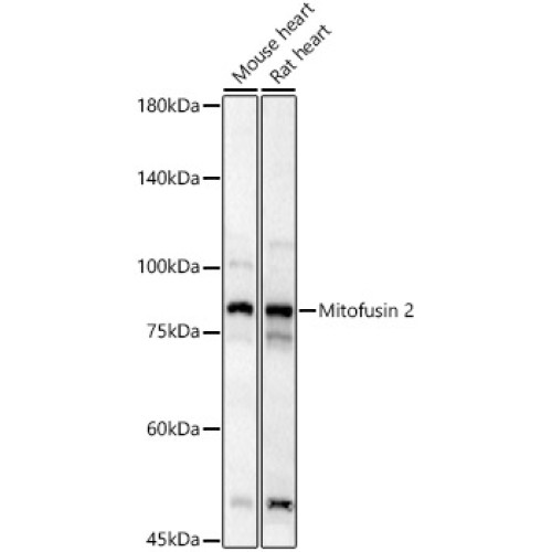 Mitofusin 2 Rabbit pAb