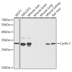 Cyclin C Rabbit pAb