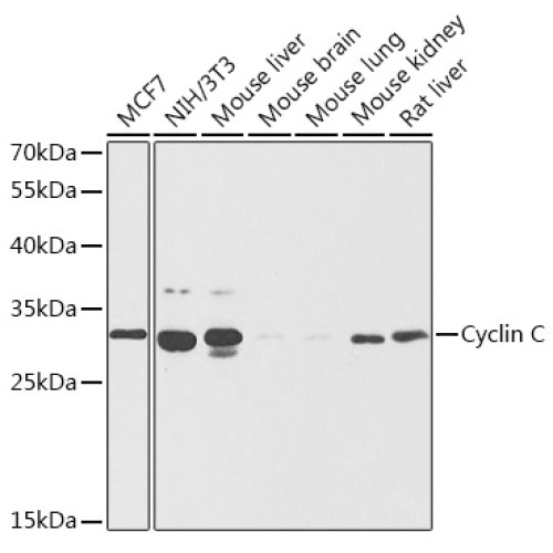 Cyclin C Rabbit pAb