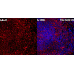 CD38 Rabbit pAb