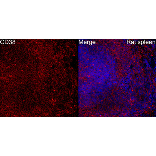 CD38 Rabbit pAb