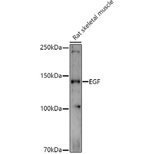 EGF Rabbit pAb