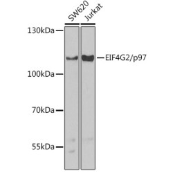 EIF4G2/p97 Rabbit pAb