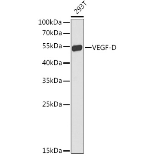 VEGF-D Rabbit pAb
