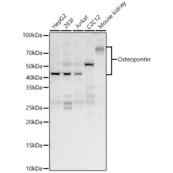 Osteopontin Rabbit pAb