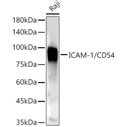 ICAM-1/CD54 Rabbit pAb