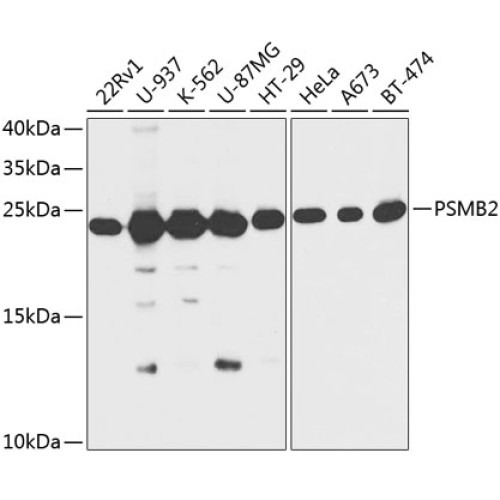 PSMB2 Rabbit pAb